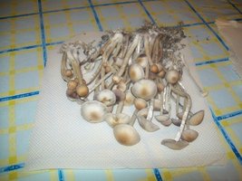100_5520.JPG