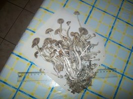 Cópia de 100_5526.JPG