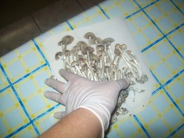 Cópia de 100_5525.JPG
