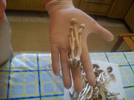 100_5530.JPG