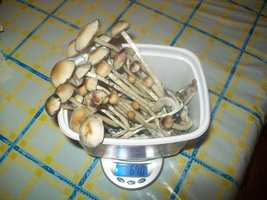 100_5547.JPG