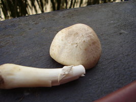 PA170566.JPG
