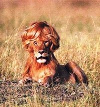 leao_penteado.jpg