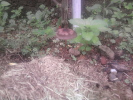 Foto0201.jpg