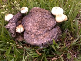 19122010267.jpg