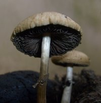 S6302483.JPG
