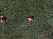 180px-OB_Flora_Fly_Amanita.jpg