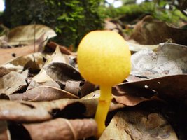 laranja%20quse%20madura.jpg