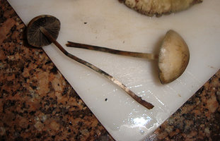 DSC04221.jpg