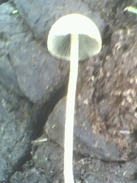 IMG0913A.jpg