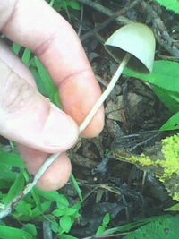 IMG0898A.jpg