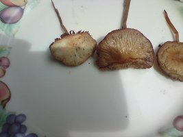 outra especie.jpg