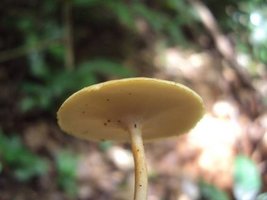 amareliudes2.jpg
