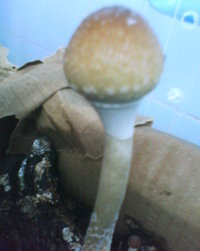 DSC00034.JPG