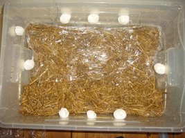 37-Plastico 1.JPG