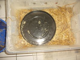 24-submergindo a palha com a bandeja.JPG