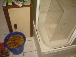 19-vermipalha lavada.JPG