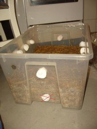 36-terrario bulk.JPG