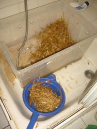 18-lavando palha.JPG