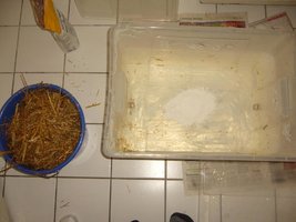 22-Vermipalha gesso.JPG