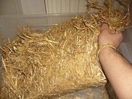 12-desfazendo palha 1.JPG