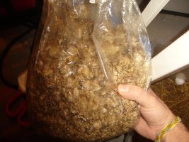 32-despedacando bolsas.JPG