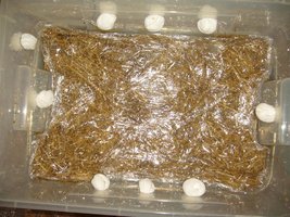 38-Plastico 2.JPG