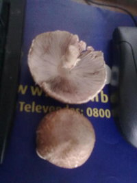 cogumelos2 (3).jpg