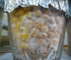 domesticado 2010 (4).JPG