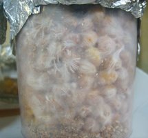 domesticado 2010 (5).JPG