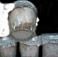 domesticado 2010 (7).jpg