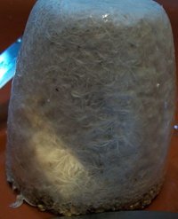 domesticado 2010 (17).jpg