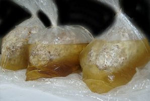 domesticado 2010 (22).JPG