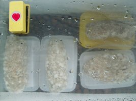domesticado 2010 (28).JPG