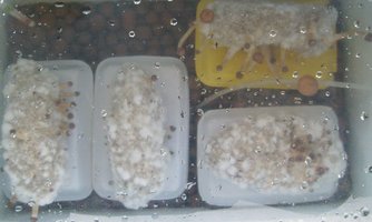 domesticado 2010 (30).JPG