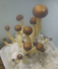 domesticado 2010 (40).jpg