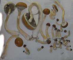 domesticado 2010 (46).jpg