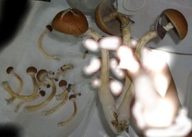 domesticado 2010 (55).jpg
