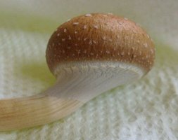 domesticado 2010 (59).jpg