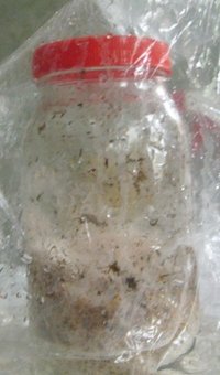 domesticado 2010 (66).jpg