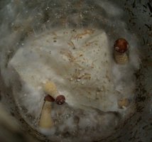 domesticado 2010 (68).jpg