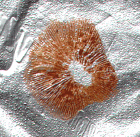 39730-Conocybe_coprophila2.gif