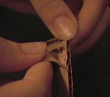 Técnica de Clonagem em Papelão