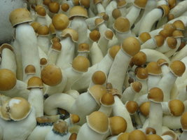 imagem020.jpg