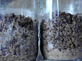 bacteria3.jpg