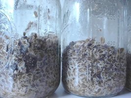bacteria5.jpg