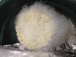 Quais são os contaminantes mais comuns?