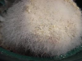 Cobweb2.jpg