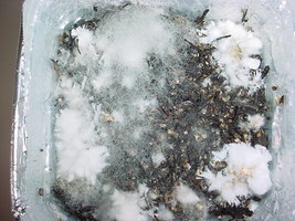 cobweb4.jpg