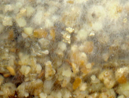 cobweb5.jpg